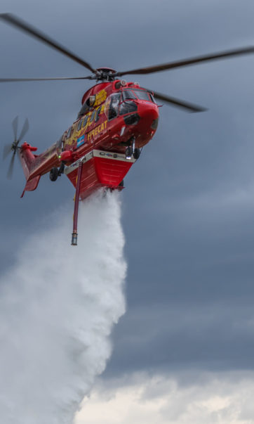 European Firecats {{brizy_dc_image_alt imageSrc=